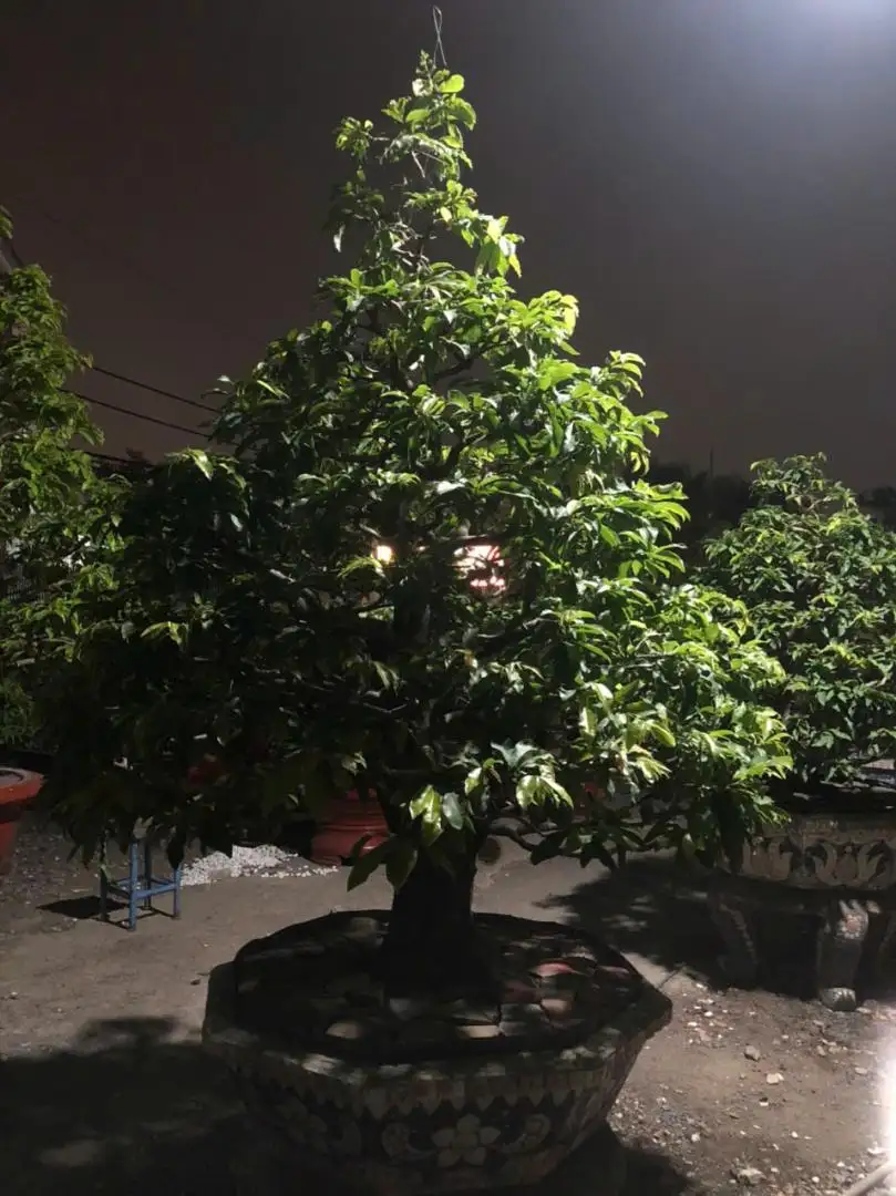 Vườn Mai Bonsai-Cổ Thụ Hà Ba Trận