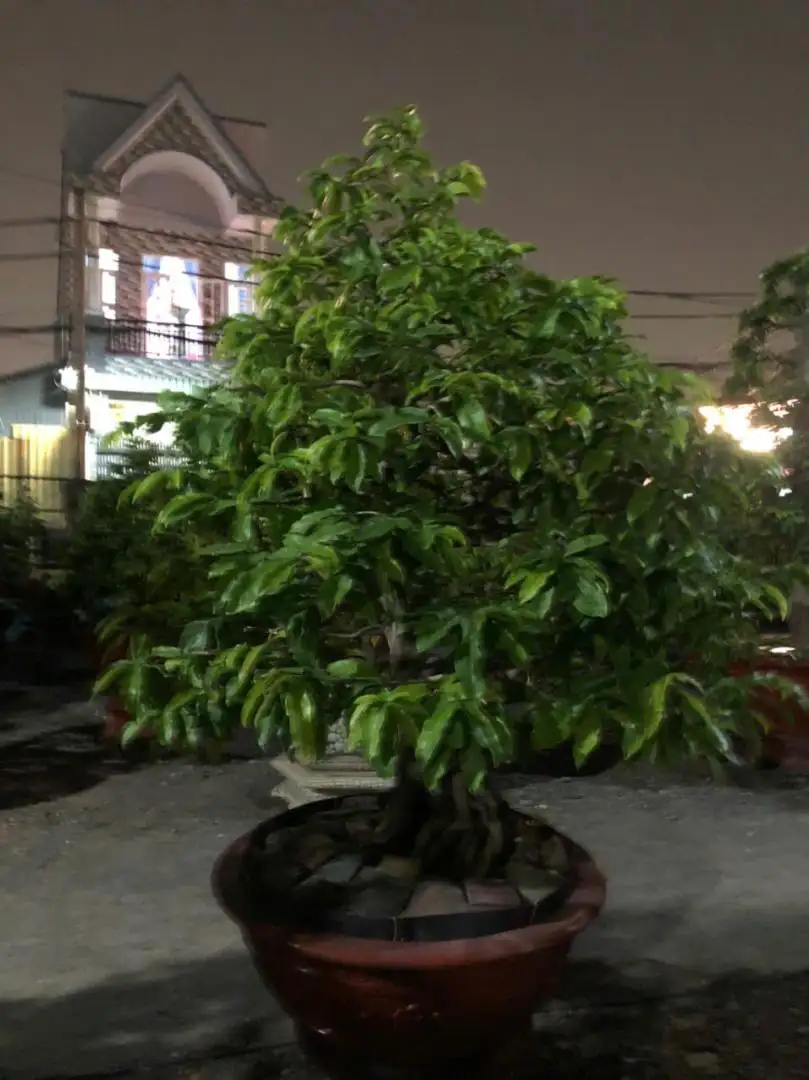 Vườn Mai Bonsai-Cổ Thụ Hà Ba Trận
