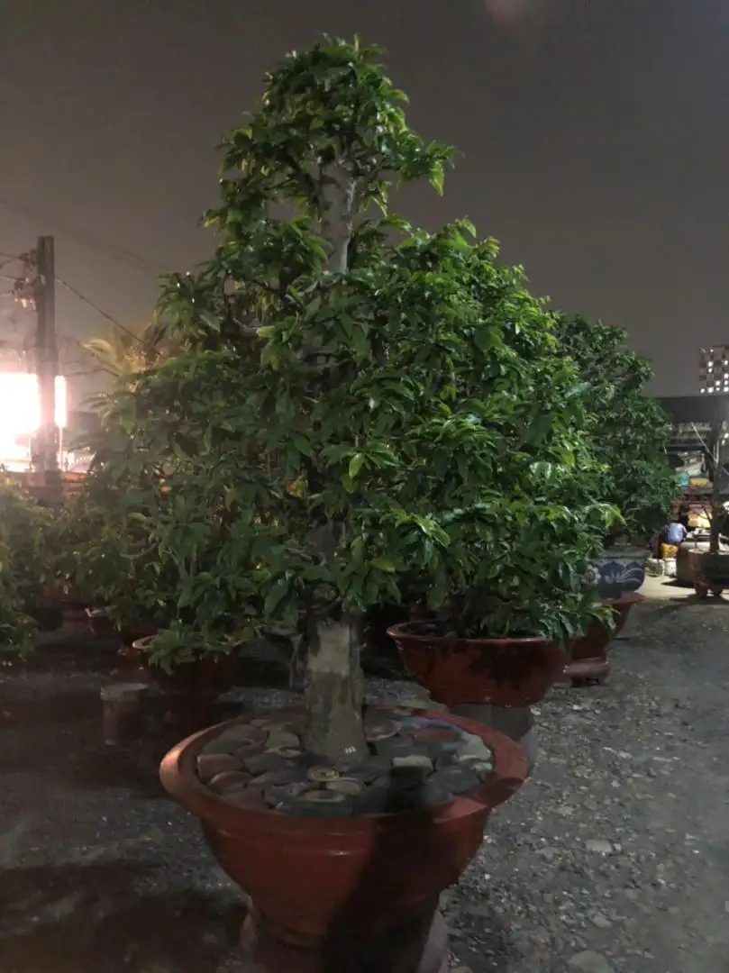 Vườn Mai Bonsai-Cổ Thụ Hà Ba Trận