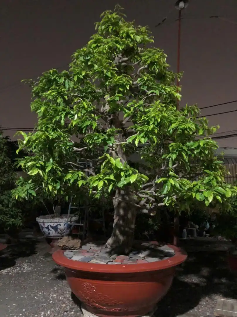 Vườn Mai Bonsai-Cổ Thụ Hà Ba Trận