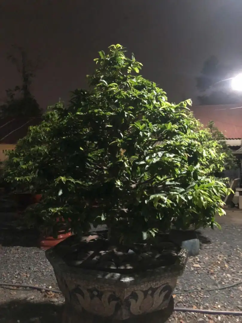 Vườn Mai Bonsai-Cổ Thụ Hà Ba Trận