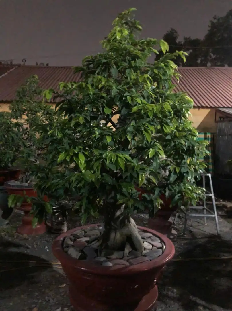 Vườn Mai Bonsai-Cổ Thụ Hà Ba Trận