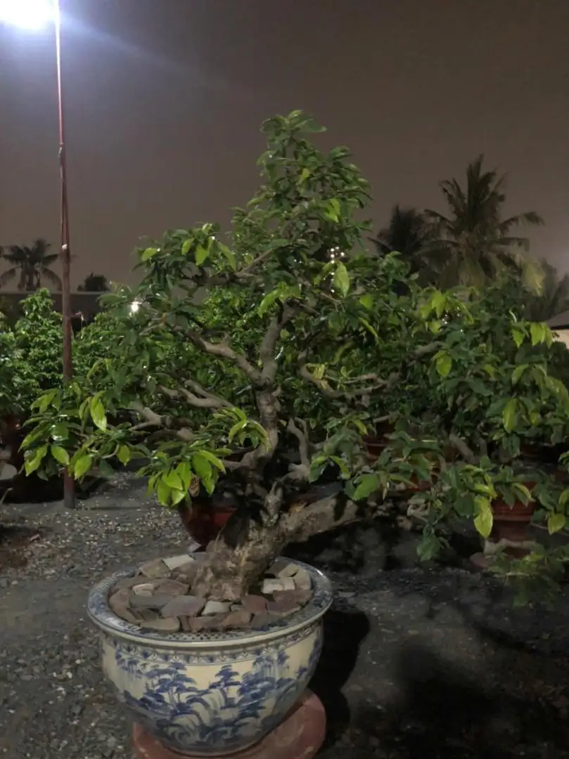 Vườn Mai Bonsai-Cổ Thụ Hà Ba Trận
