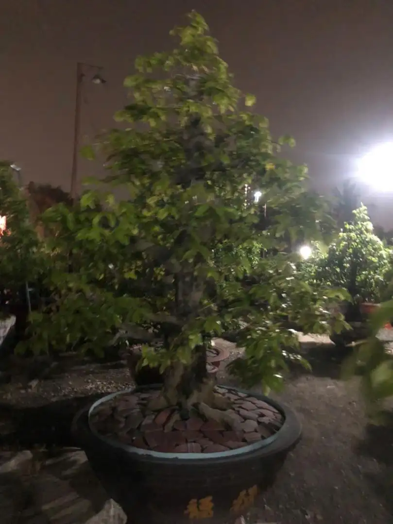 Vườn Mai Bonsai-Cổ Thụ Hà Ba Trận