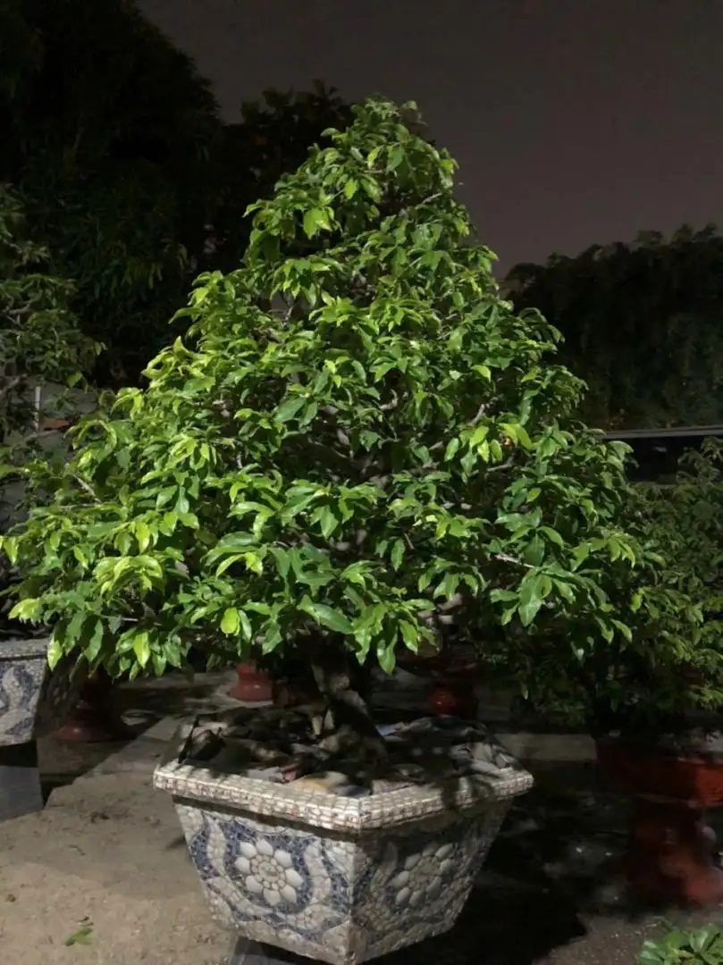 Vườn Mai Bonsai-Cổ Thụ Hà Ba Trận