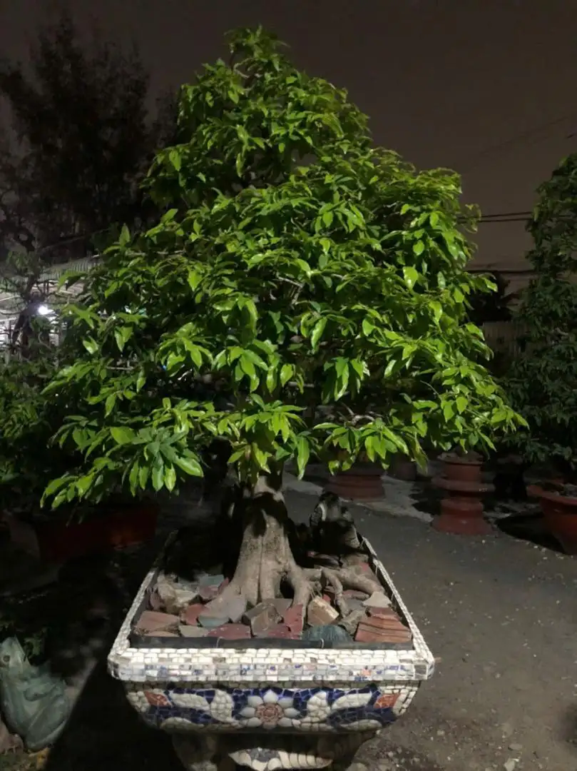 Vườn Mai Bonsai-Cổ Thụ Hà Ba Trận