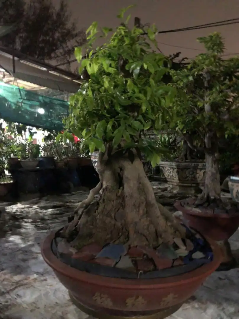 Vườn Mai Bonsai-Cổ Thụ Hà Ba Trận