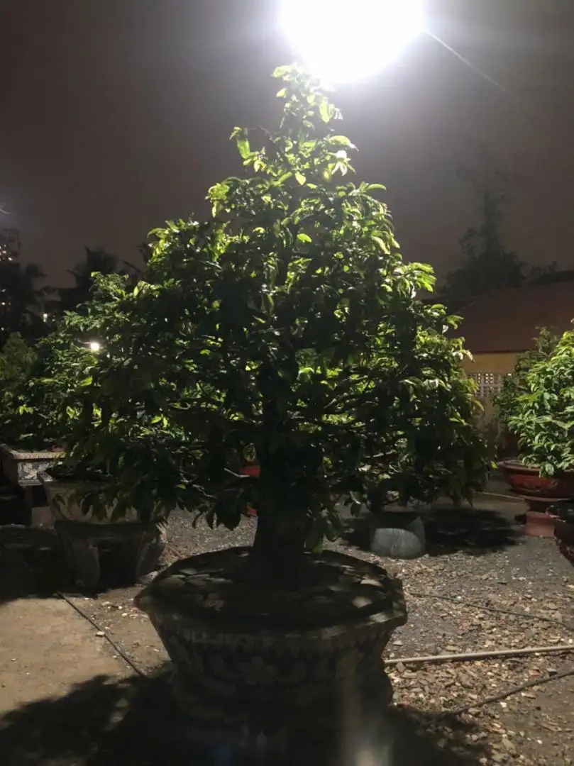 HBT - HÌNH MẪU 98