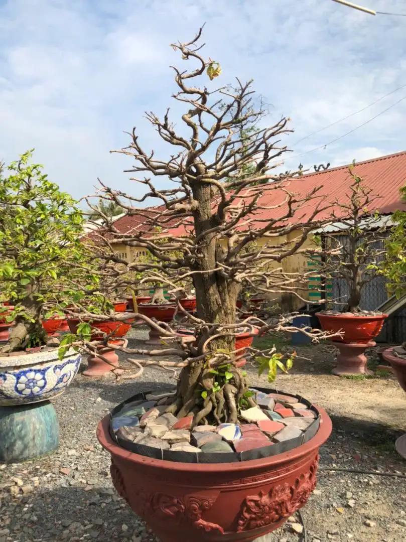 Vườn Mai Bonsai-Cổ Thụ Hà Ba Trận