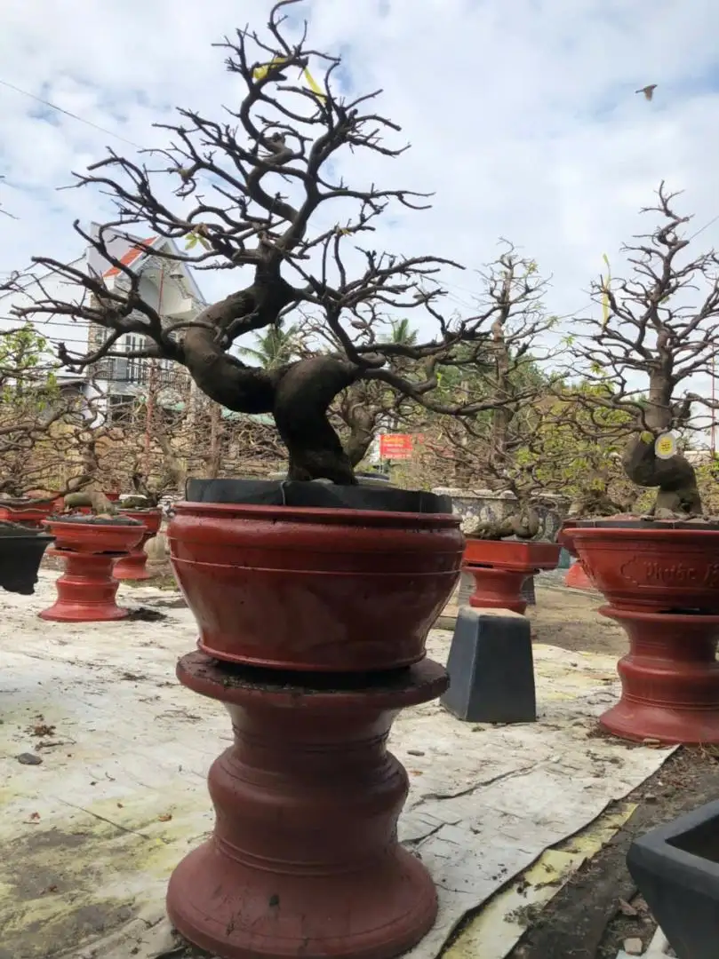 Vườn Mai Bonsai-Cổ Thụ Hà Ba Trận