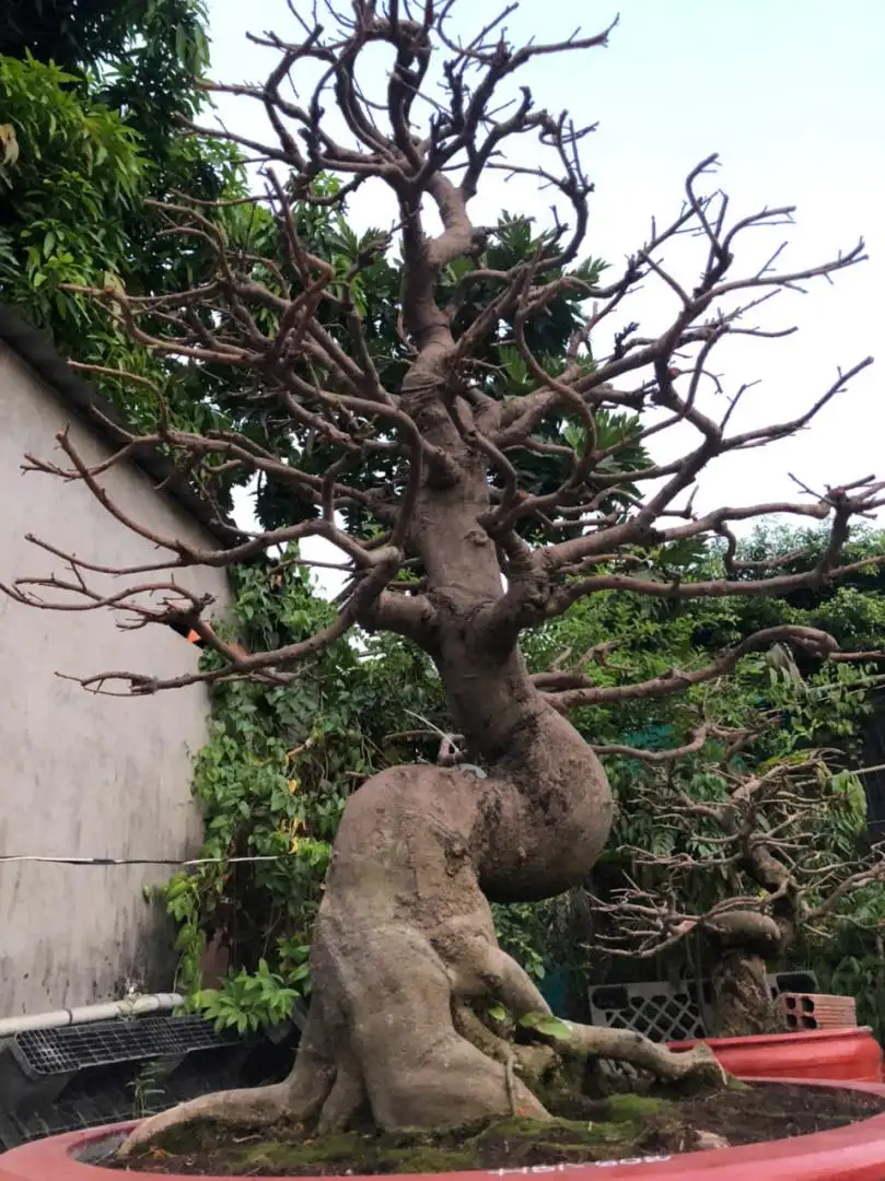 Vườn Mai Bonsai-Cổ Thụ Hà Ba Trận
