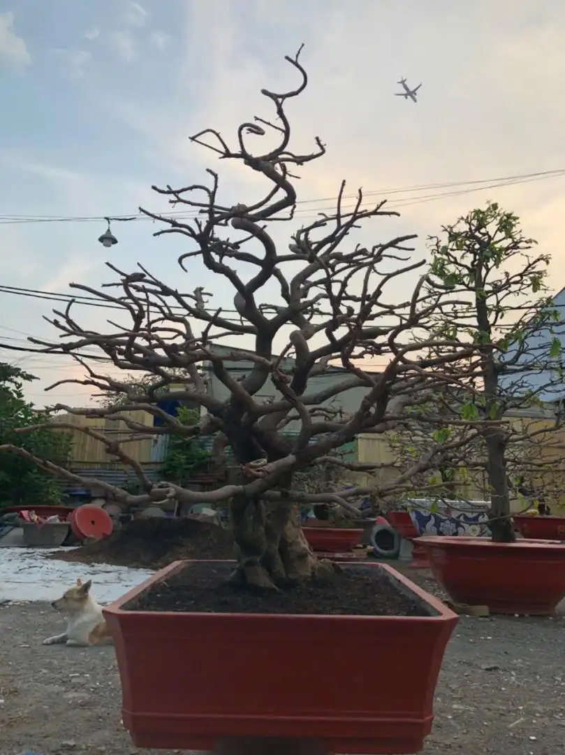 HBT - HÌNH MẪU 61