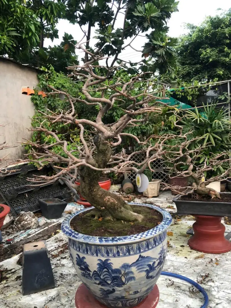 HBT - HÌNH MẪU 64