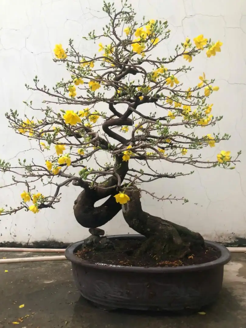 HBT - HÌNH MẪU 70