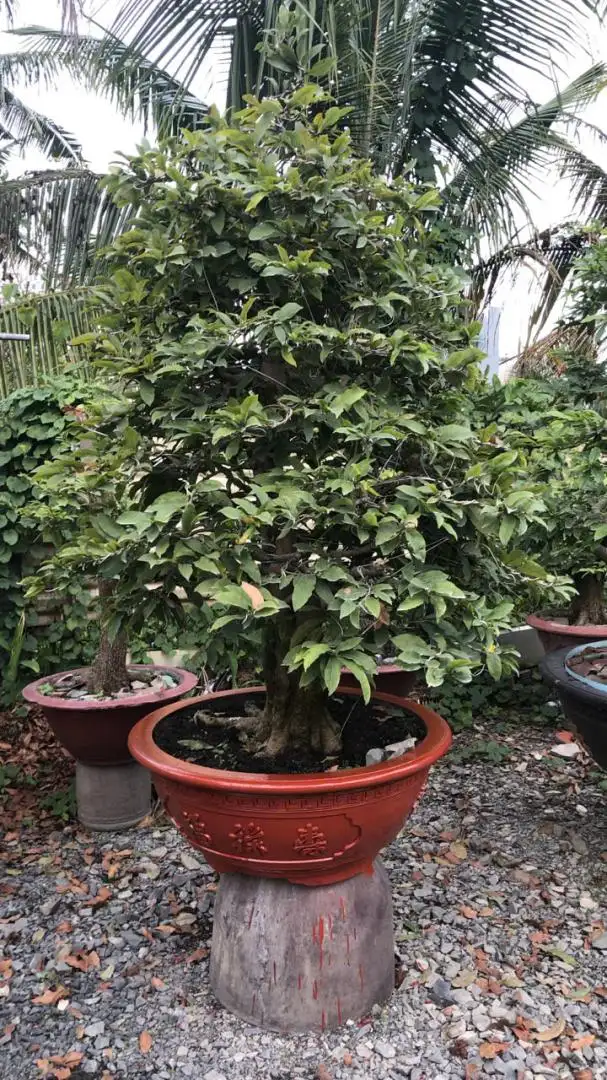 HBT - HÌNH MẪU 79