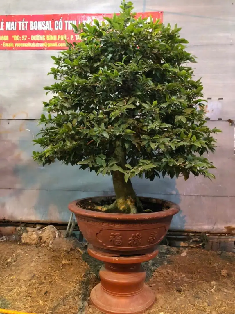 Vườn Mai Bonsai-Cổ Thụ Hà Ba Trận