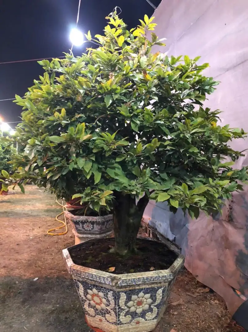 Vườn Mai Bonsai-Cổ Thụ Hà Ba Trận