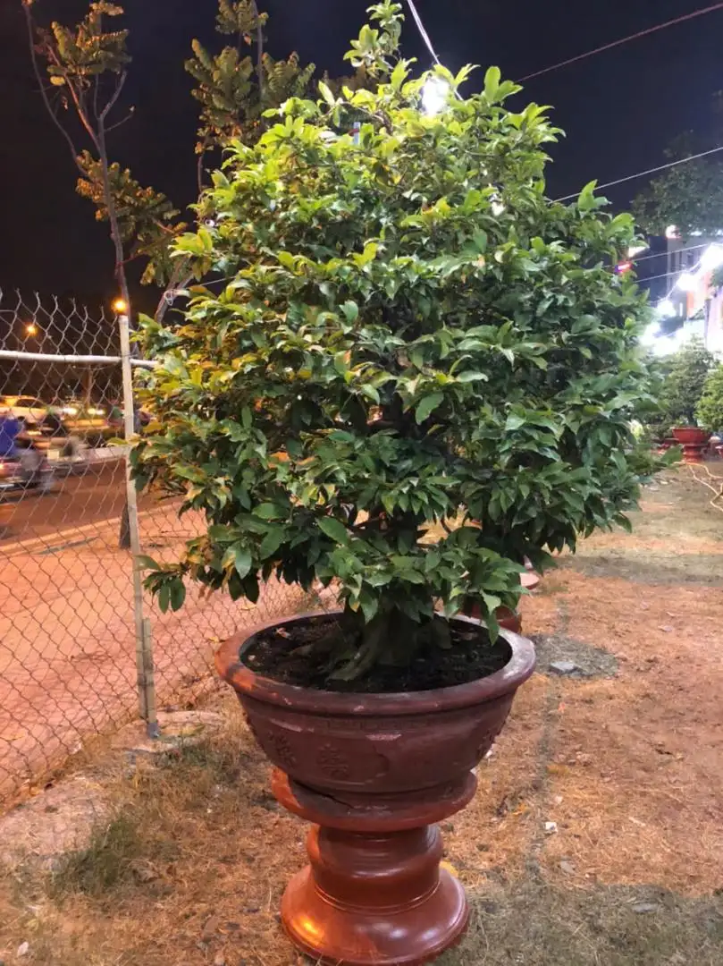 Vườn Mai Bonsai-Cổ Thụ Hà Ba Trận