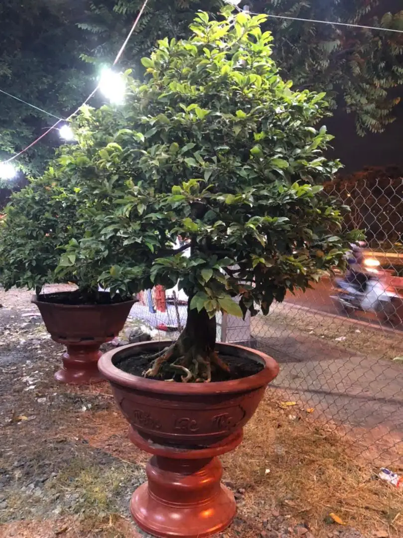 Vườn Mai Bonsai-Cổ Thụ Hà Ba Trận