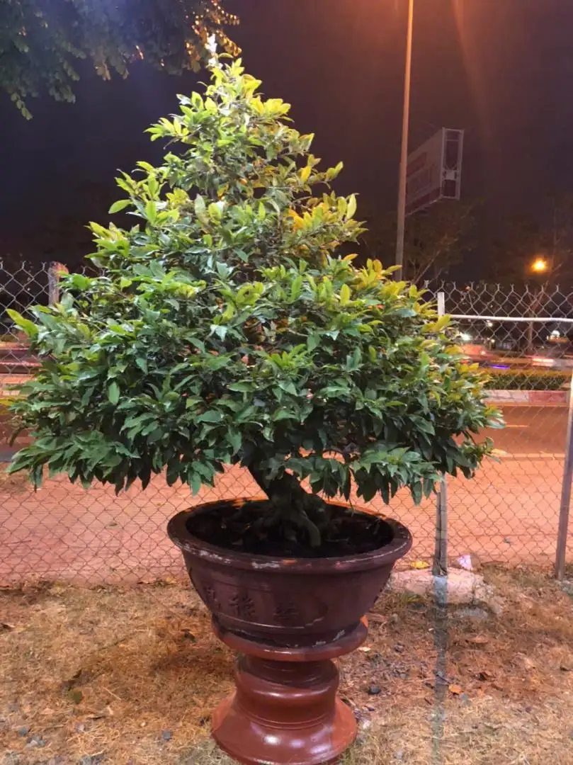Vườn Mai Bonsai-Cổ Thụ Hà Ba Trận
