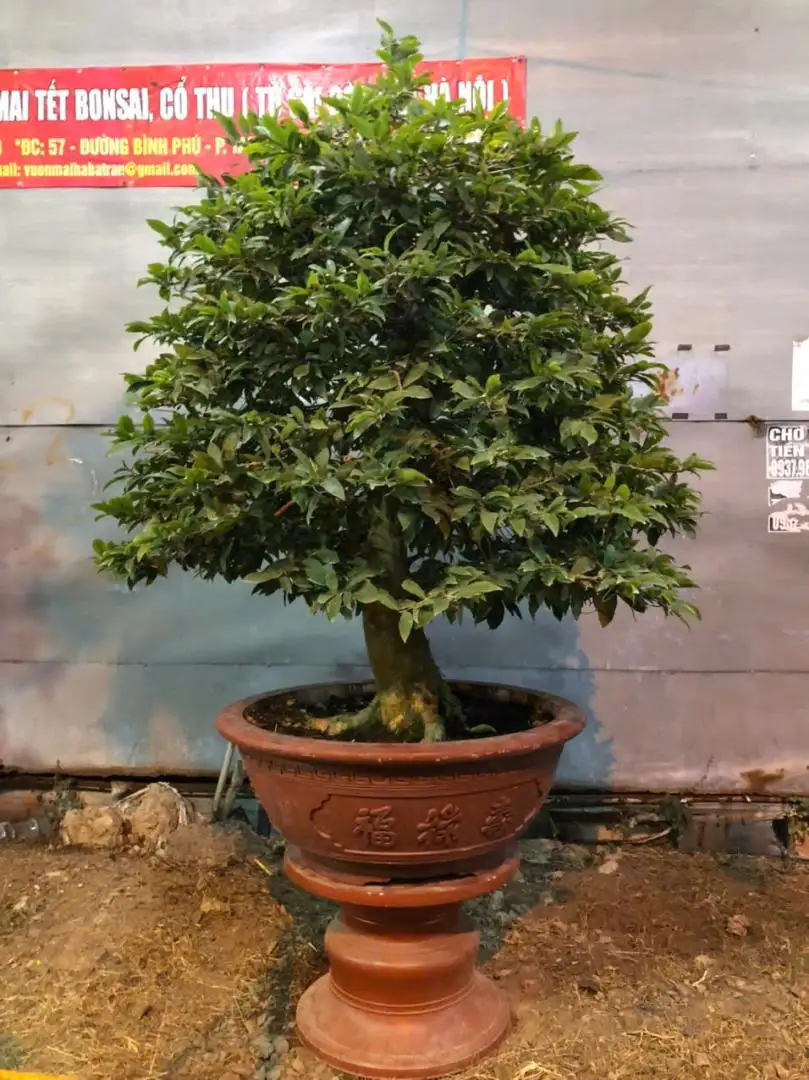 Vườn Mai Bonsai-Cổ Thụ Hà Ba Trận