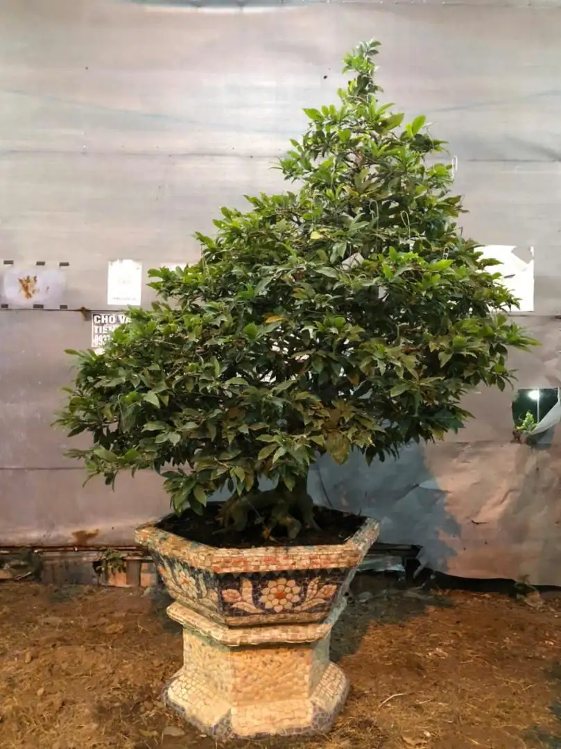 Vườn Mai Bonsai-Cổ Thụ Hà Ba Trận