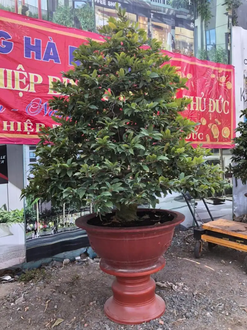 Vườn Mai Bonsai-Cổ Thụ Hà Ba Trận