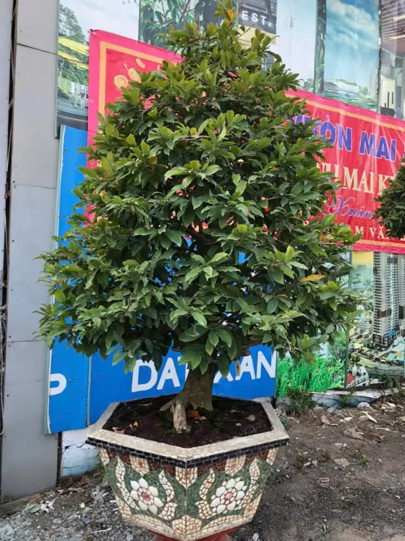 Vườn Mai Bonsai-Cổ Thụ Hà Ba Trận