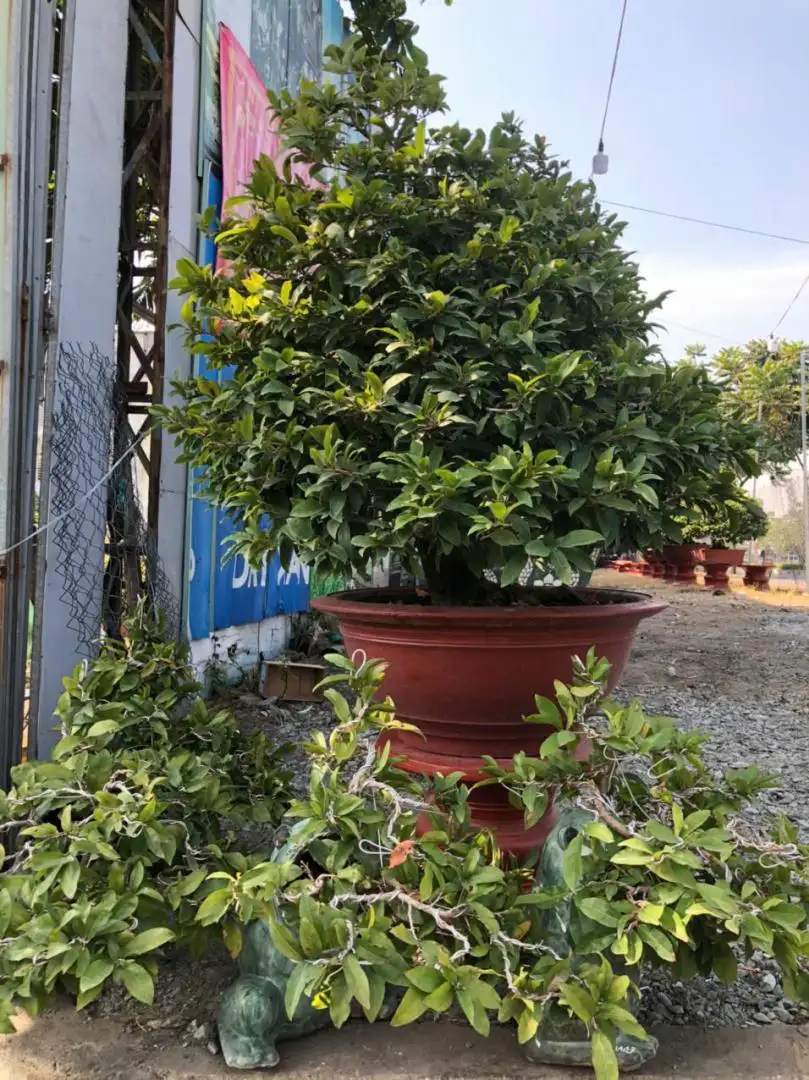 Vườn Mai Bonsai-Cổ Thụ Hà Ba Trận