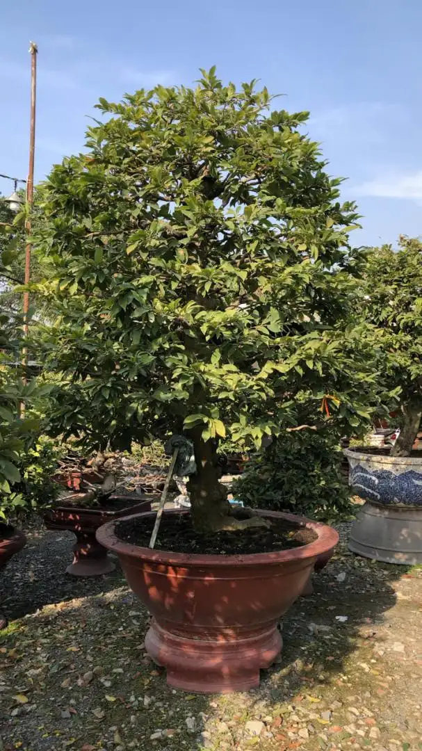 Vườn Mai Bonsai-Cổ Thụ Hà Ba Trận