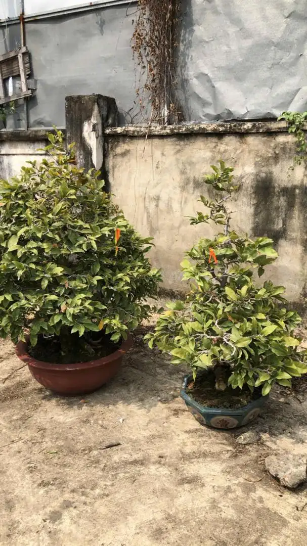Vườn Mai Bonsai-Cổ Thụ Hà Ba Trận