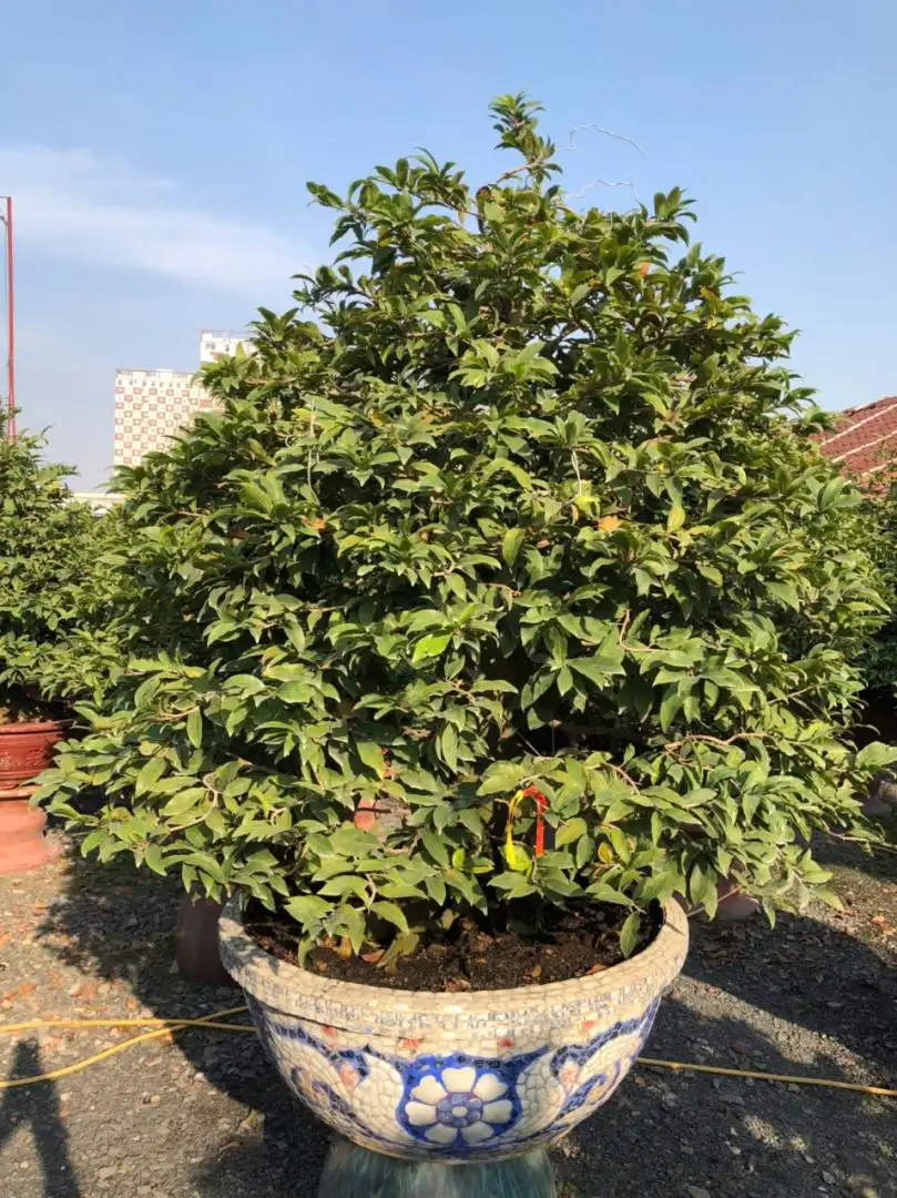 Vườn Mai Bonsai-Cổ Thụ Hà Ba Trận