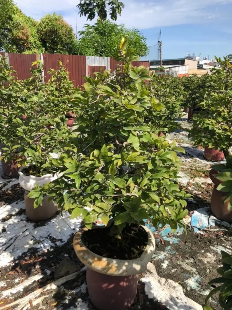 Vườn Mai Bonsai-Cổ Thụ Hà Ba Trận