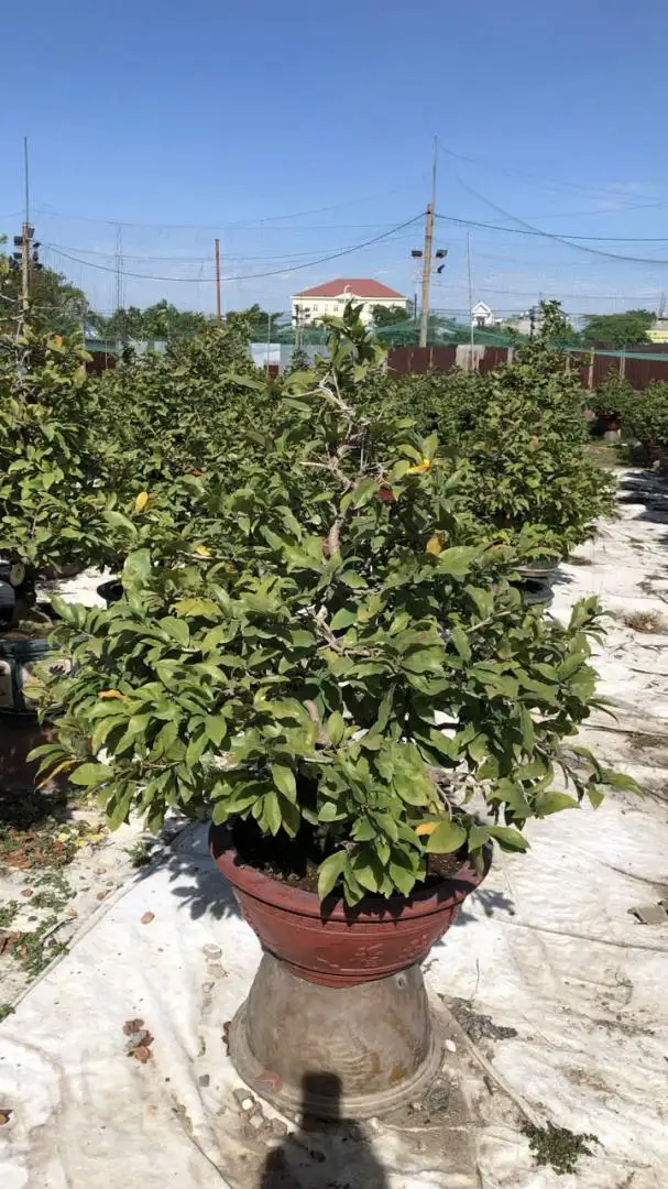 Vườn Mai Bonsai-Cổ Thụ Hà Ba Trận