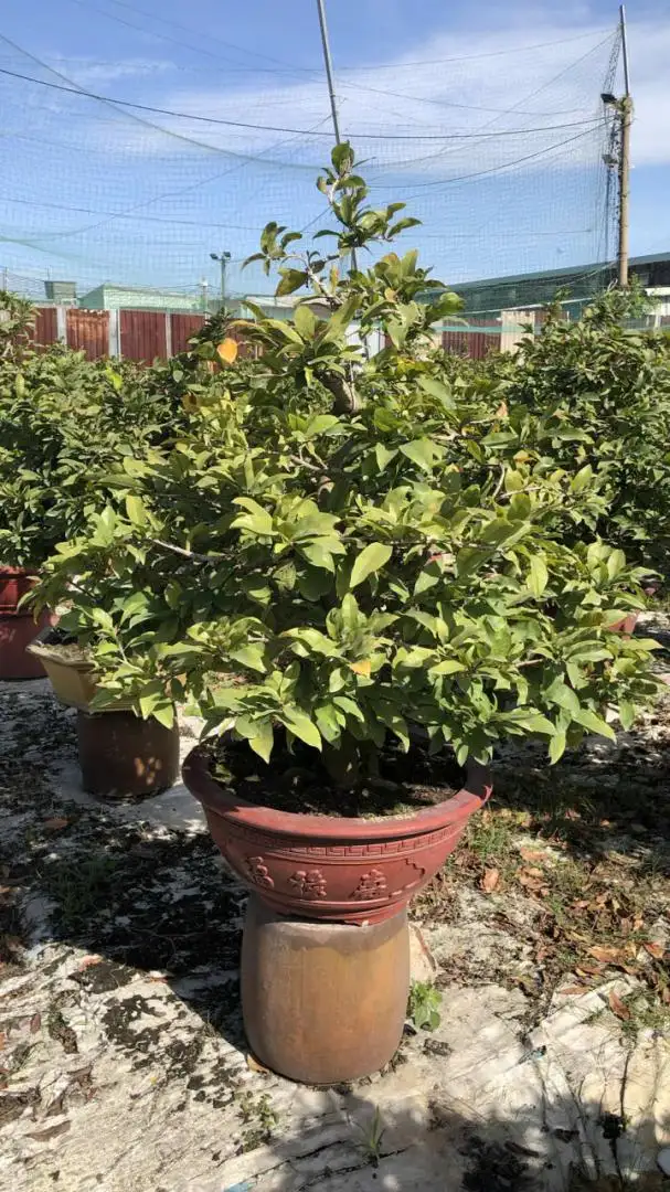 Vườn Mai Bonsai-Cổ Thụ Hà Ba Trận