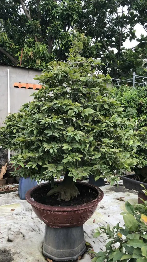 Vườn Mai Bonsai-Cổ Thụ Hà Ba Trận