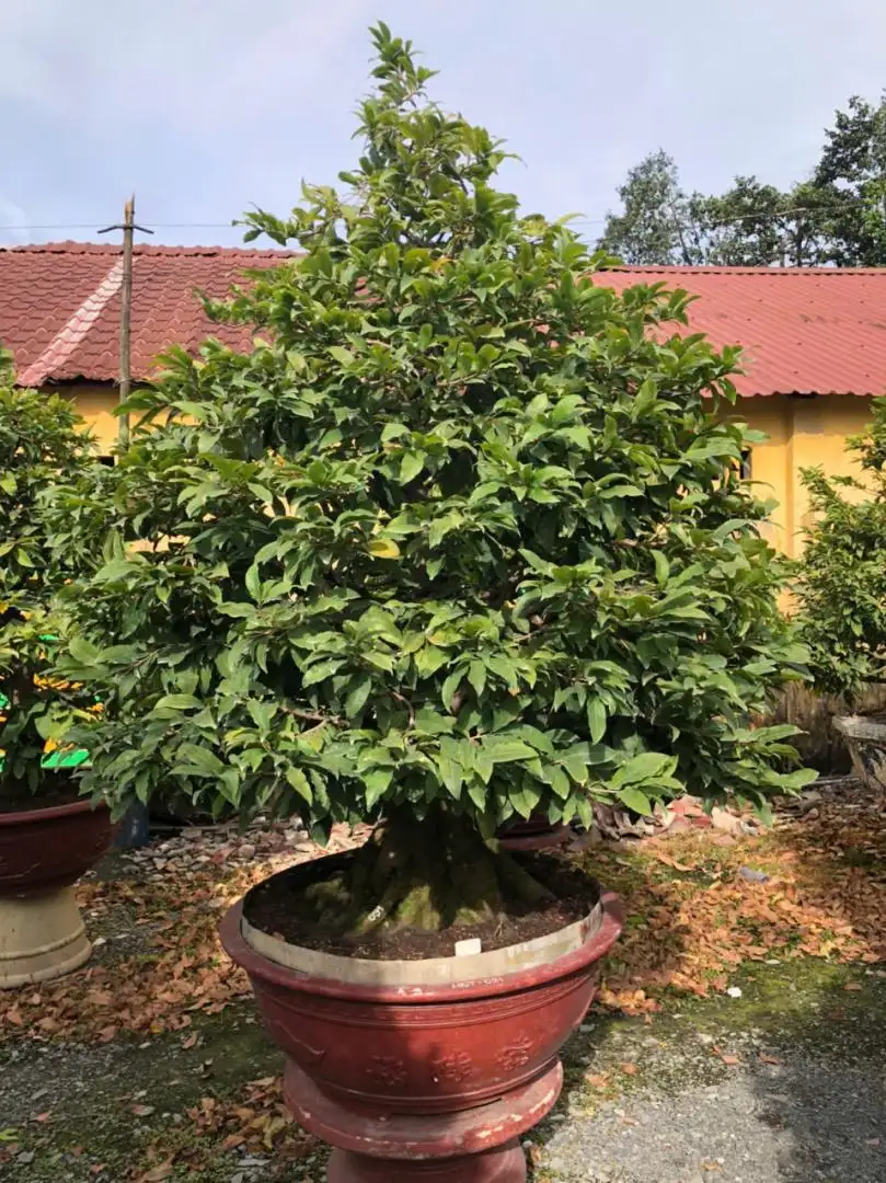 Vườn Mai Bonsai-Cổ Thụ Hà Ba Trận