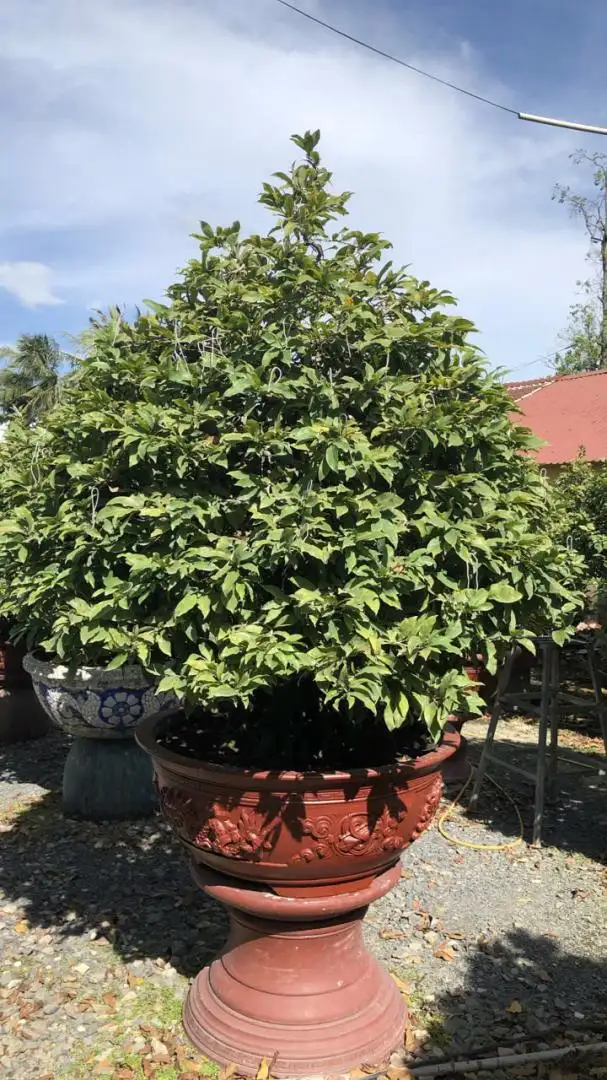 Vườn Mai Bonsai-Cổ Thụ Hà Ba Trận