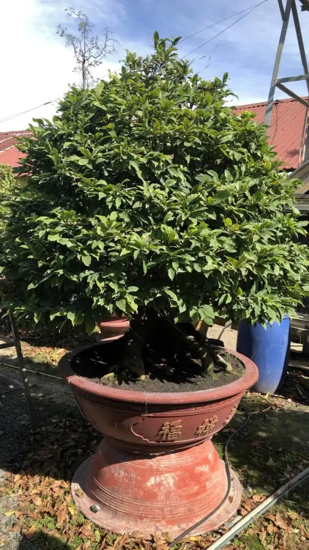 Vườn Mai Bonsai-Cổ Thụ Hà Ba Trận