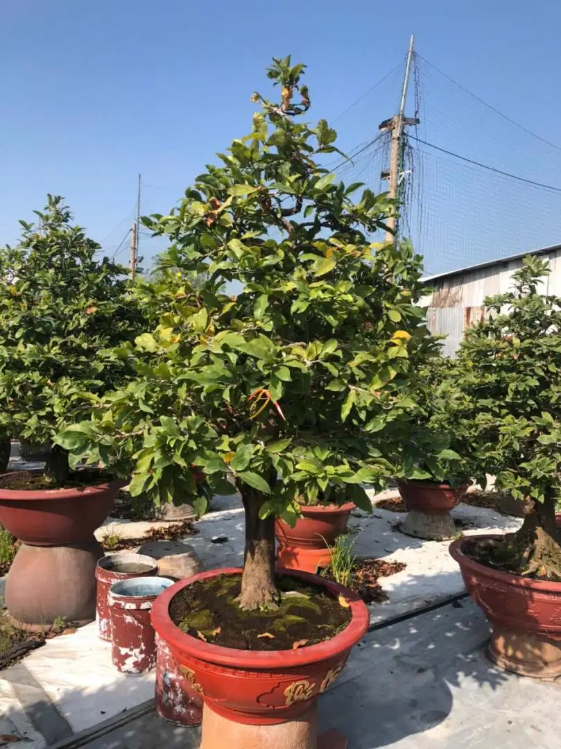 Vườn Mai Bonsai-Cổ Thụ Hà Ba Trận