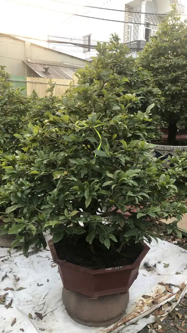Vườn Mai Bonsai-Cổ Thụ Hà Ba Trận