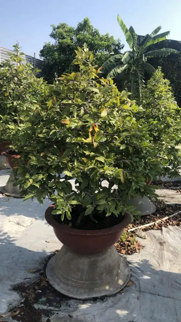 Vườn Mai Bonsai-Cổ Thụ Hà Ba Trận