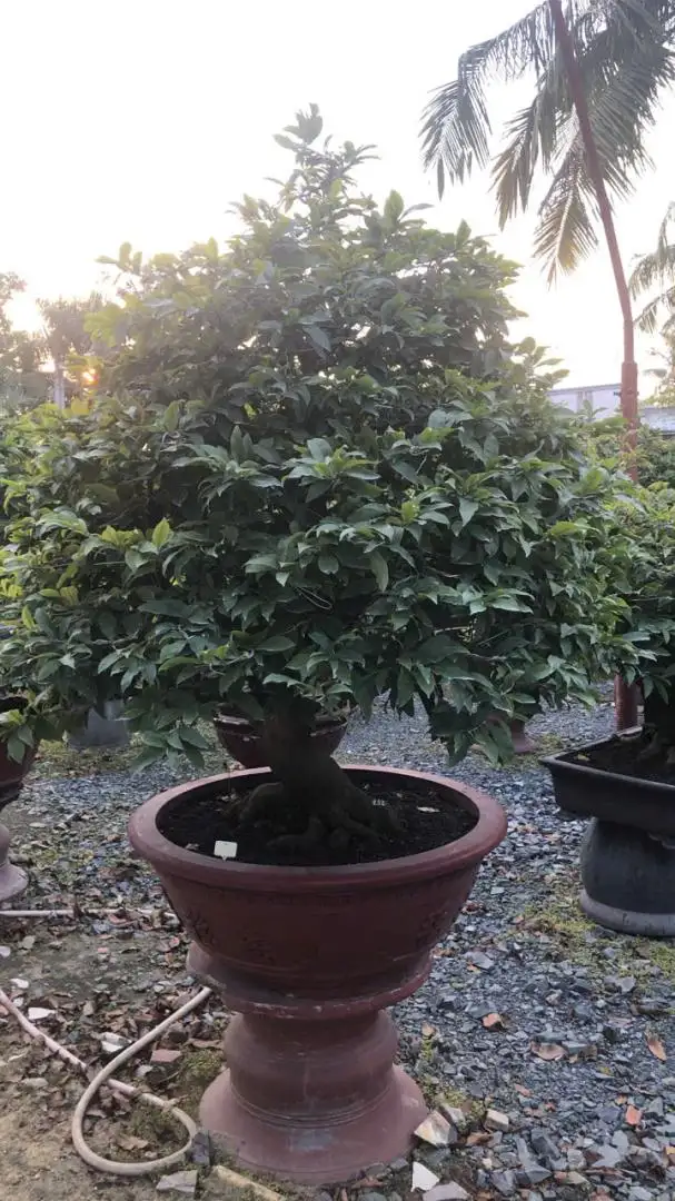 Vườn Mai Bonsai-Cổ Thụ Hà Ba Trận