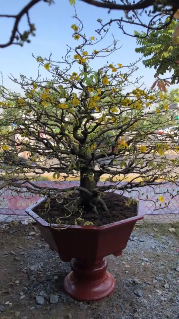 Vườn Mai Bonsai-Cổ Thụ Hà Ba Trận