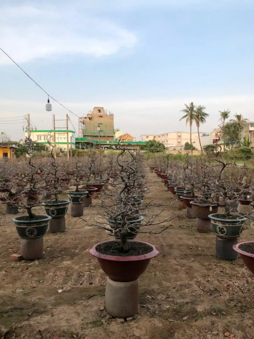 Vườn Mai Bonsai-Cổ Thụ Hà Ba Trận