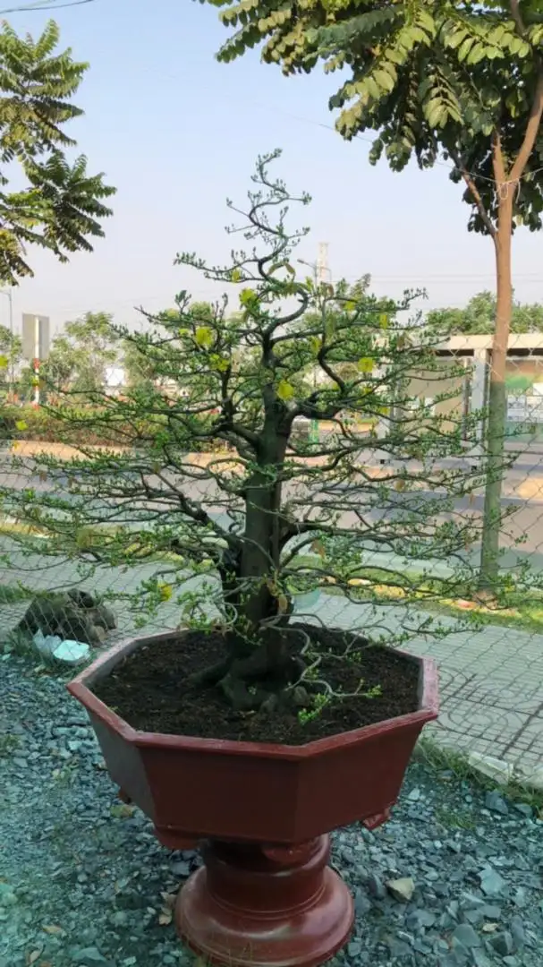 Vườn Mai Bonsai-Cổ Thụ Hà Ba Trận