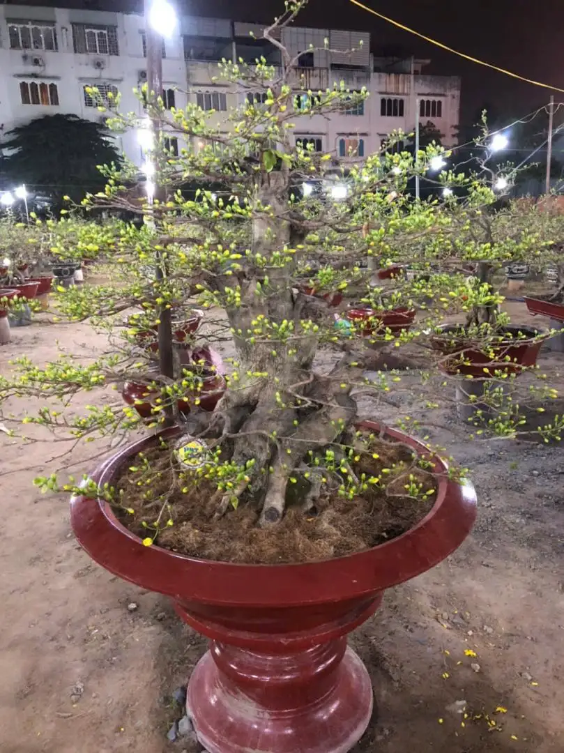 Vườn Mai Bonsai-Cổ Thụ Hà Ba Trận