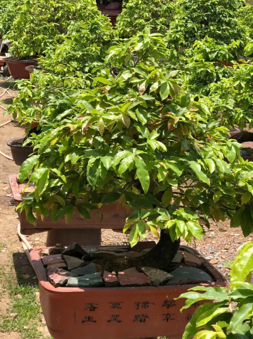Vườn Mai Bonsai-Cổ Thụ Hà Ba Trận