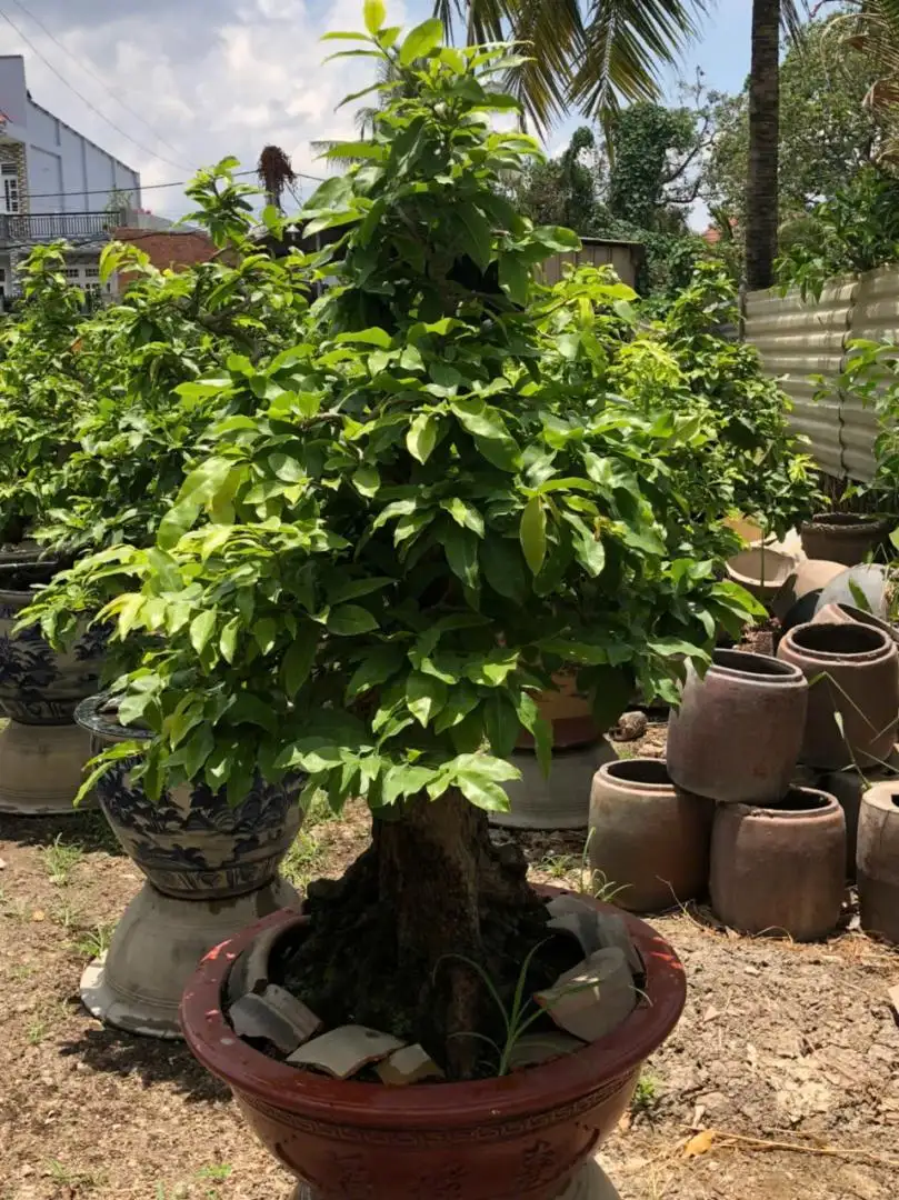 Vườn Mai Bonsai-Cổ Thụ Hà Ba Trận