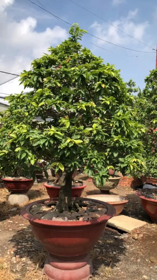 Vườn Mai Bonsai-Cổ Thụ Hà Ba Trận
